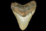 Fossil Megalodon Tooth - + Foot Prehistoric Shark #147398-1